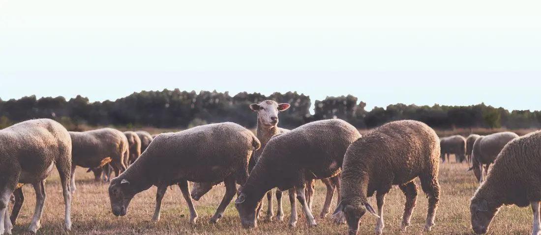 Consejos_para_diseñar_web_rural