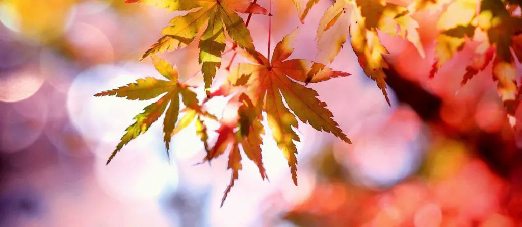 importancia-de-los-colores-en-el-diseno